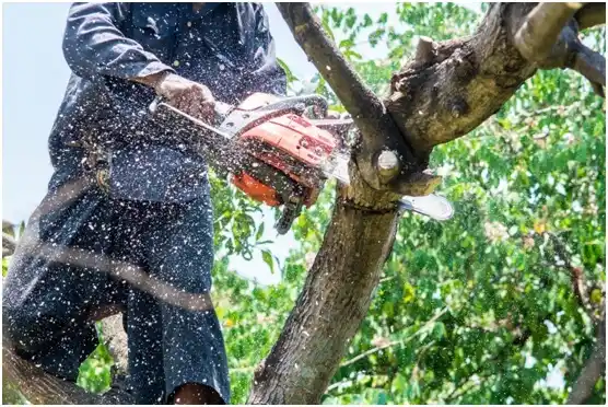 tree services Glenvar